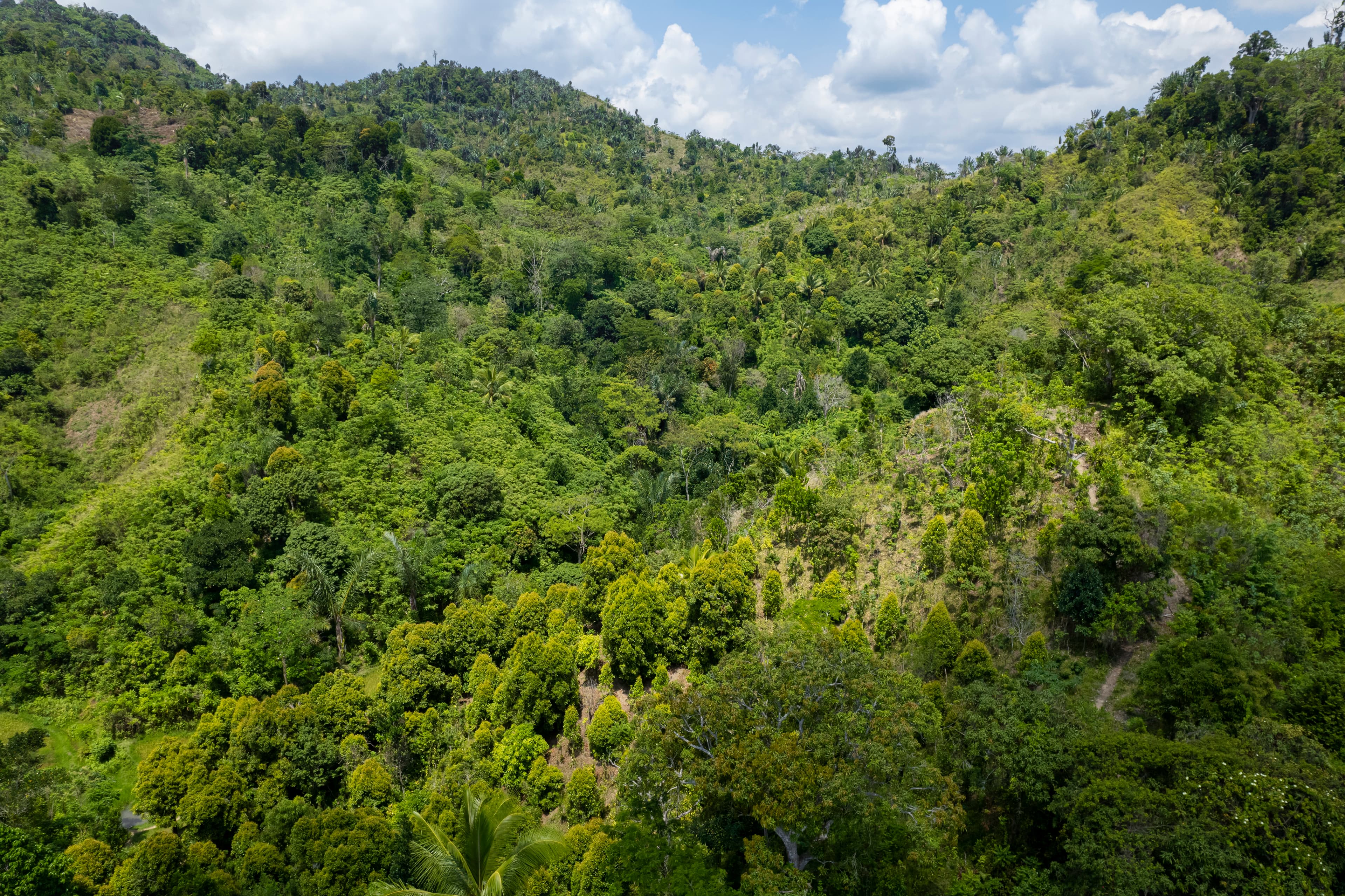 Canopée forestière dense de Madagascar vue du ciel