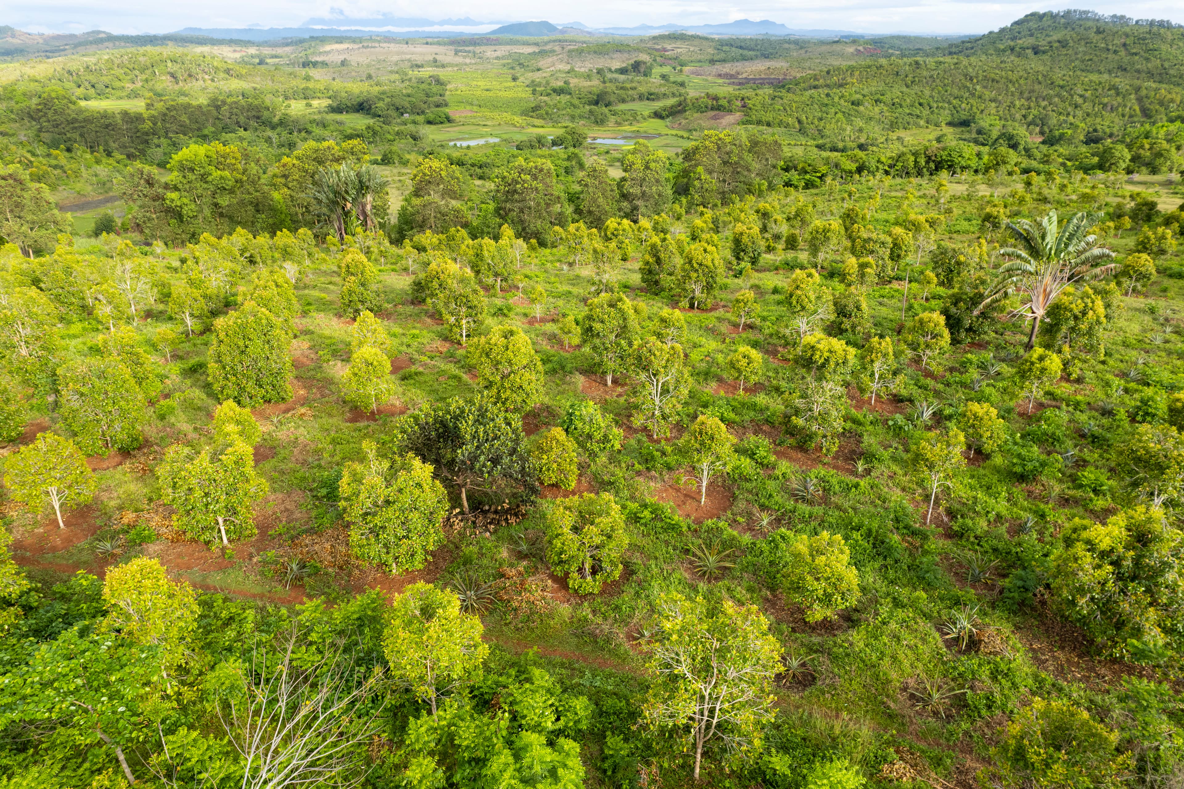 Plantation en rangs sur colline rouge de Madagascar