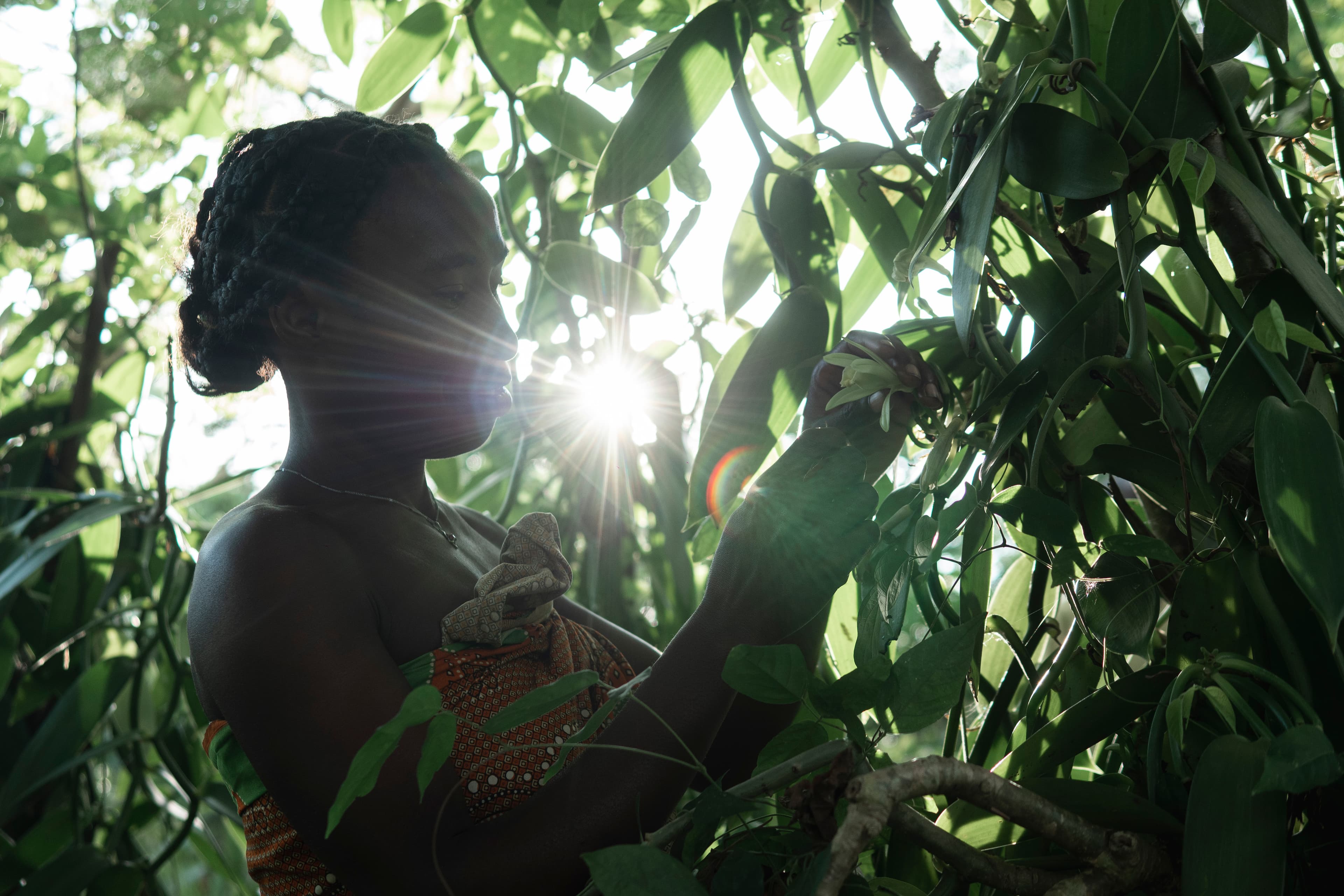 Pollinisation manuelle — exigence et geste maîtrisé