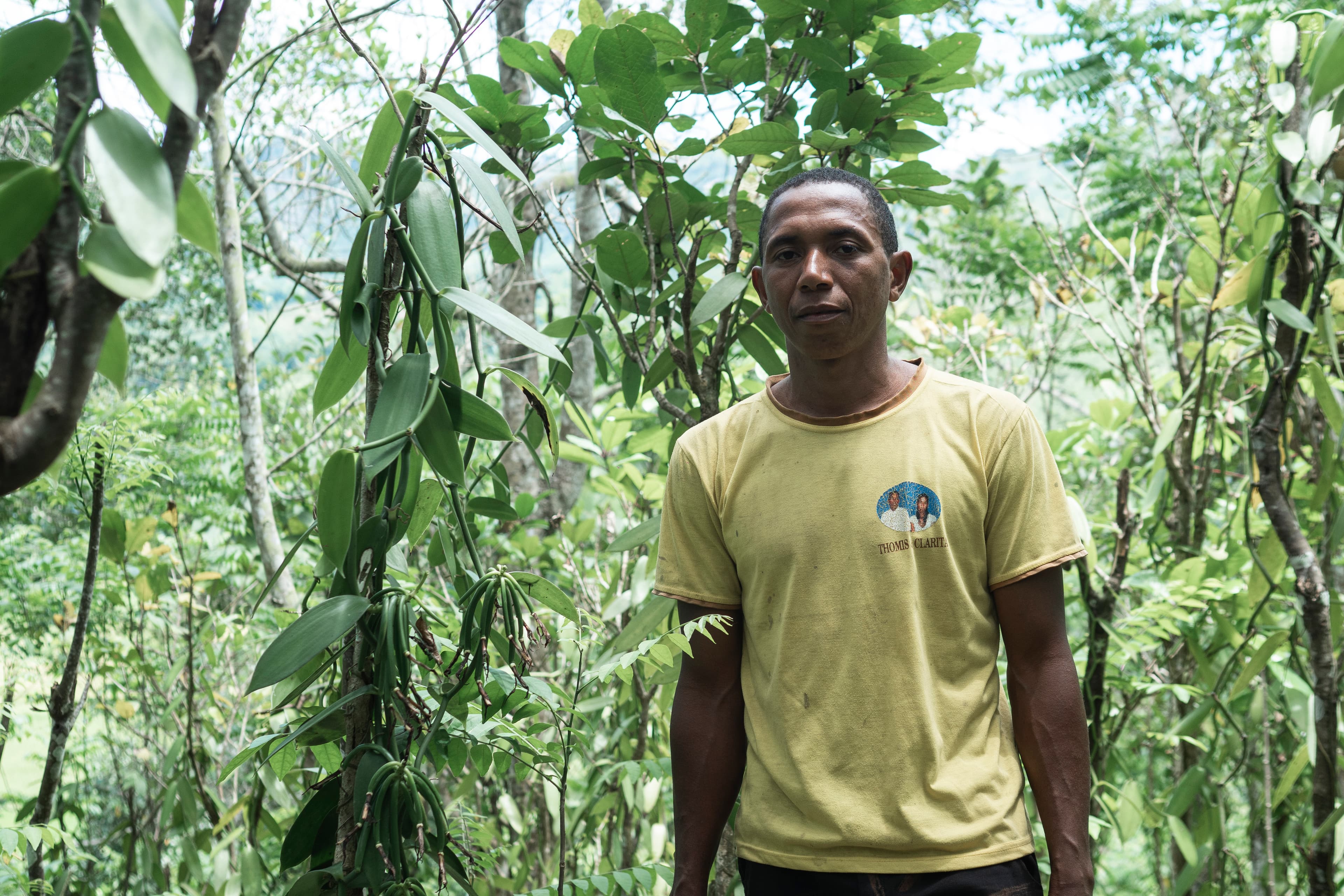 Producteur dans sa plantation de vanille