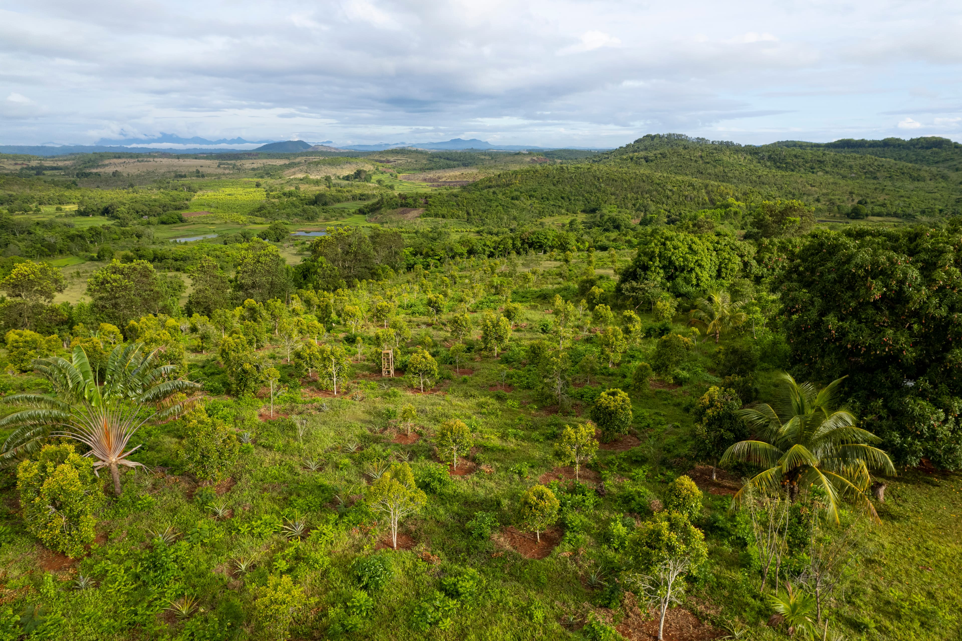 Plantation et reboisement sur colline malgache